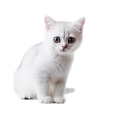 Fototapeta na wymiar White kitten British shorthair. Color silver shaded. Isolated on white background