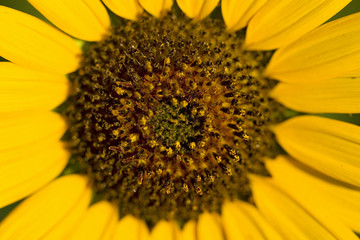 A Macro View of a Wild Sunflower