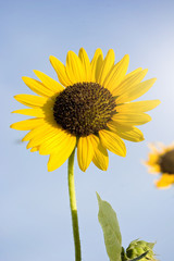 A Macro View of a Wild Sunflower