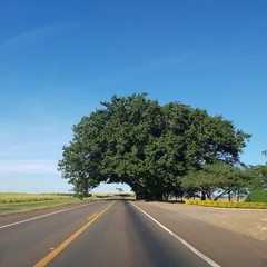 Fototapeta premium The big tree in Brazil