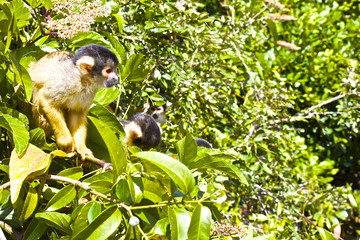【ボリビア】パンタナルに生息するリスザル