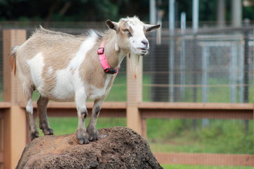 Close up image of a pet Goat