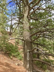 Obraz premium Mt Muscoco Trail