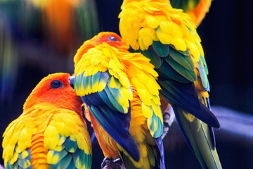The sun parakeet or sun conure (Aratinga solstitialis) is a medium-sized brightly colored parrot native to northeastern South America.