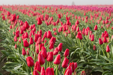 Rows of blooming red tulips