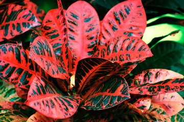 Garden croton © MollyNZ