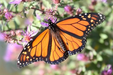 Monarch Butterfly (danaus plexippus)