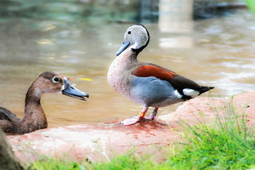 A male ringed teal (Callonetta leucophrys) standing next to a female Rosy-billed Pochard in the water.