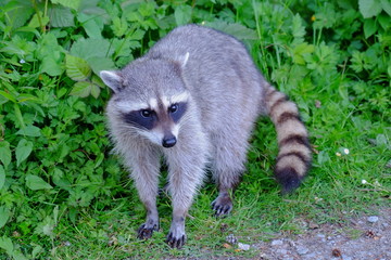Raton laveur
