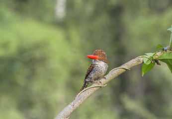 Banded Kingfisher (Lacedo pulchella) Female.