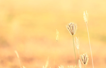 Abstract blur of flower and grass for background