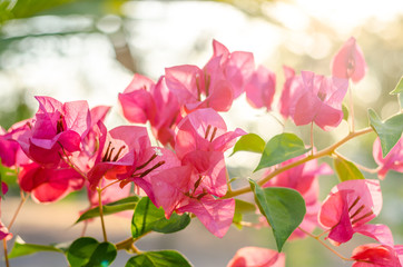 Bougainvillea: the magenta color flower in the summer