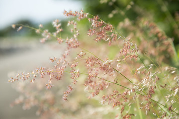 Summer Meadow