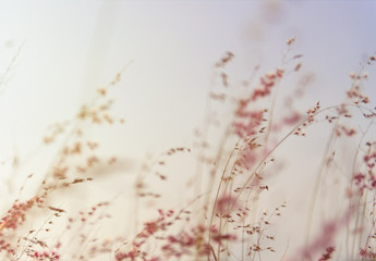 Summer Meadow
