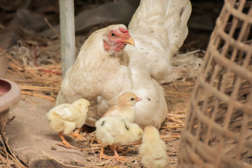 living hen chick rearing