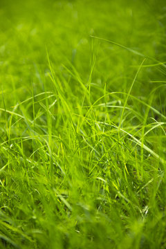 Close up of fresh grass