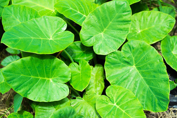 Alocasia odora (also called Night-scented Lily or giant upright elephant ear),The big green leaves