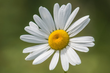 Daisy (Bellis perennis)