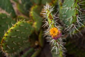 Cactus fruit; prickly pear growing on a cactus; these are edible 
