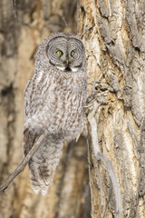 Great grey owl on branch of cottonwood tree in winter