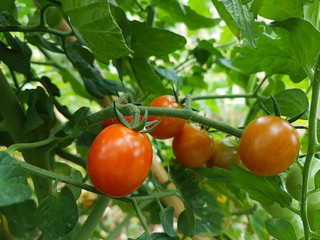 tomatoes cherry small little on the  plant