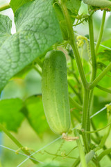 Obraz premium cucumber in garden