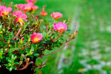 Obraz na płótnie Canvas Pink flower selectived focus with blur background
