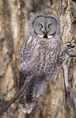 Great grey owl on branch of cottonwood tree in winter