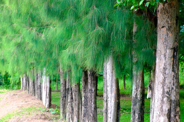 Tree forest