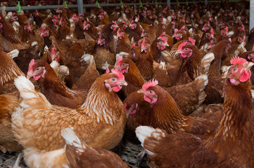 Freerange Chooks