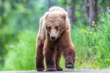 Fototapeta premium Brown Bear