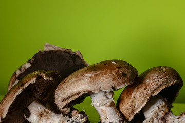 Mushrooms in green background