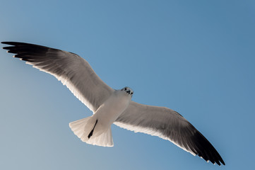 GAVIOTAS
