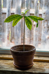 Avocado Tree in Windowsill 