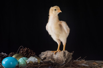 easter eggs and baby chick in a nest