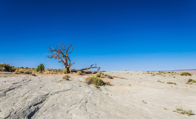 Dried tree and desert landscape of Utah, USA