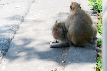Old fat monkey is looking for lice on a friend's body, street