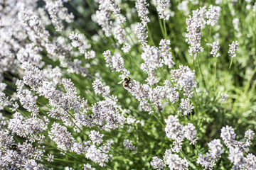 Bumblebees collecting pollen from white lavender flowers in garden Nature Landscape Background