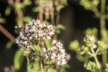 close up of a honey bee extracting nectar form the blooms on a oregano plant in organic garden