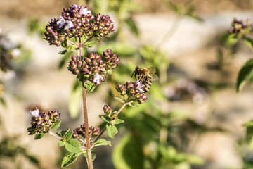 close up of a honey bee extracting nectar form the blooms on a oregano plant in organic garden