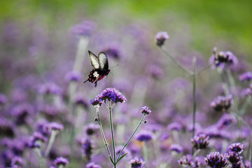 Butterflies in the flower garden and sunshine in the morning