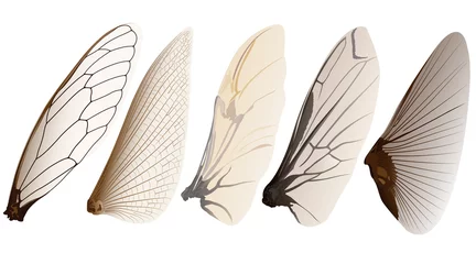 Foto op Plexiglas insect wings © enterphoto