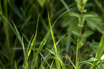 close up of fresh green gras nature background
