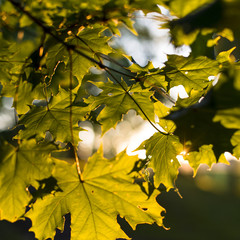 Norway Maple Leafs