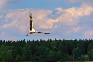The stork is flying over the field.