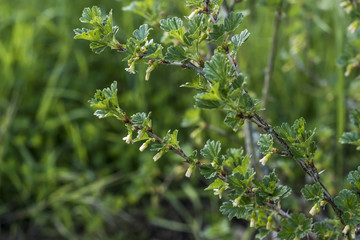 Fresh unripe growing young gooseberries on branch of gooseberry bush in the fruit garden organic growing