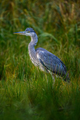 Grey heron (Ardea cinerea)