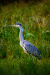 Fototapeta premium Grey heron (Ardea cinerea)