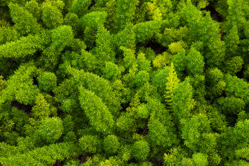 Mountain pine - closeup view of dwarf pine tree