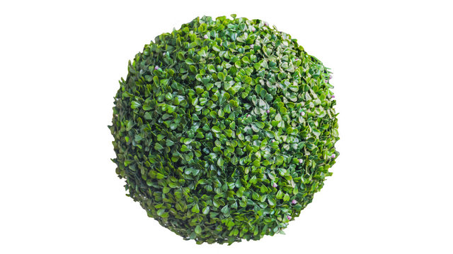 Green Plant Ball Shrub Isolated On White Background